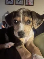 Millie , a female Catahoula Leopard Dog and Beagle for sale in North Little Rock, AR – 1 of 2