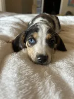 Willow, a female Catahoula Leopard Dog and Beagle for sale in North Little Rock, AR – 2 of 3