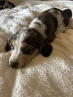Willow, a female Catahoula Leopard Dog and Beagle for sale in North Little Rock, AR – 3 of 3