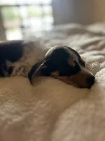 Riley , a female Catahoula Leopard Dog and Beagle for sale in North Little Rock, AR – 2 of 3