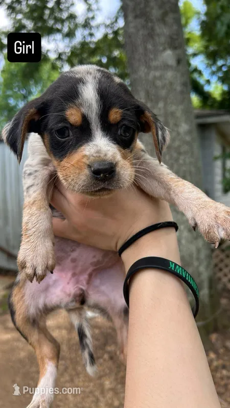 Riley , a female Catahoula Leopard Dog and Beagle for sale in North Little Rock, AR – 1 of 3