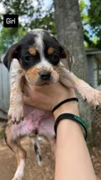 Riley , a female Catahoula Leopard Dog and Beagle for sale in North Little Rock, AR – 1 of 3