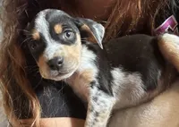 Riley , a female Catahoula Leopard Dog and Beagle for sale in North Little Rock, AR – 3 of 3