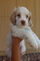 VANILLA BEAN, a male Cockapoo for sale in Anaheim, CA – 2 of 5