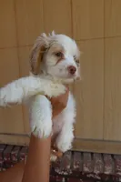 VANILLA BEAN, a male Cockapoo for sale in Anaheim, CA – 4 of 5