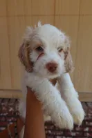 VANILLA BEAN, a male Cockapoo for sale in Anaheim, CA – 5 of 5