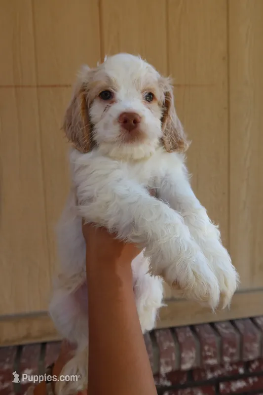 VANILLA BEAN – Cockapoo puppy for sale in Anaheim, CA