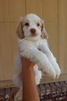 VANILLA BEAN, a male Cockapoo for sale in Anaheim, CA – 1 of 5