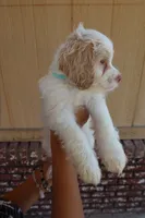 VANILLA BEAN, a male Cockapoo for sale in Anaheim, CA – 3 of 5