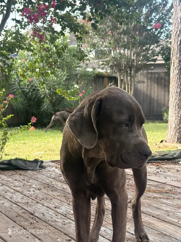 Tiger  – Cane Corso puppy for sale in Houston, TX