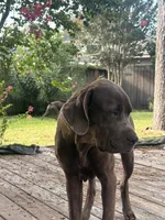 Tiger , a male Cane Corso for sale in Houston, TX – 1 of 3