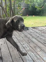 Tiger , a male Cane Corso for sale in Houston, TX – 2 of 3