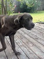 Tiger , a male Cane Corso for sale in Houston, TX – 3 of 3