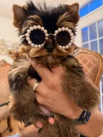 Evie, a female Yorkshire Terrier for sale in Haverhill, MA – 5 of 9