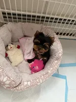 Evie, a female Yorkshire Terrier for sale in Haverhill, MA – 8 of 9