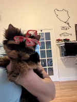 Evie, a female Yorkshire Terrier for sale in Haverhill, MA – 9 of 9