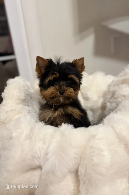 Evie – Yorkshire Terrier puppy for sale in Haverhill, MA