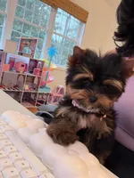 Evie, a female Yorkshire Terrier for sale in Haverhill, MA – 2 of 9