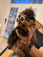 Evie, a female Yorkshire Terrier for sale in Haverhill, MA – 3 of 9