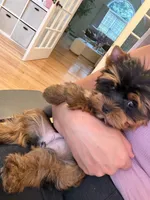 Evie, a female Yorkshire Terrier for sale in Haverhill, MA – 7 of 9
