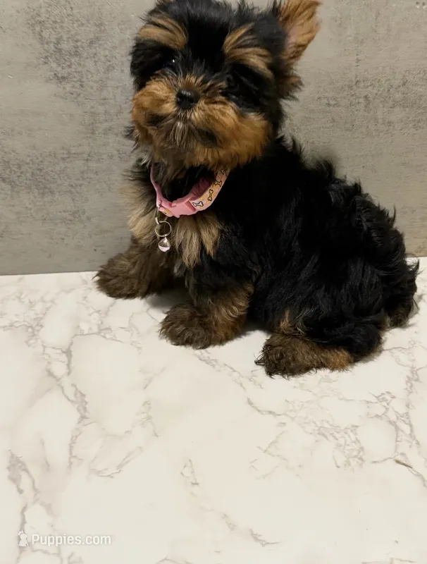 Evie – Yorkshire Terrier puppy for sale in Haverhill, MA