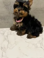 Evie, a female Yorkshire Terrier for sale in Haverhill, MA – 1 of 9
