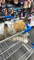 ZEUS, a male Siberian Husky for sale in Orlando, FL – 2 of 5
