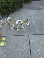 ZEUS, a male Siberian Husky for sale in Orlando, FL – 4 of 5