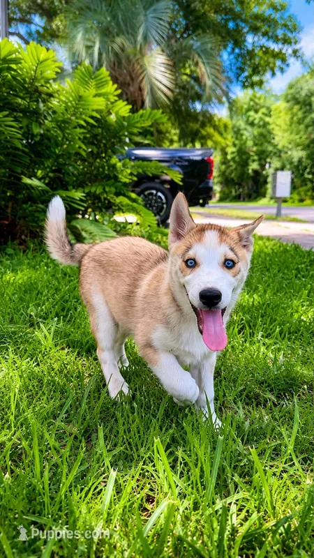 Huntercito  – Siberian Husky puppy for sale in Orlando, FL
