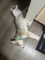 ZEUS, a male Siberian Husky for sale in Orlando, FL – 3 of 5