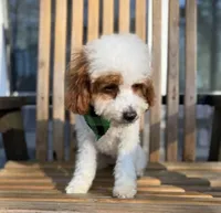 Mr. B, a male Poodle - Toy  and Miniature Goldendoodle for sale in Dallas, TX – 3 of 3