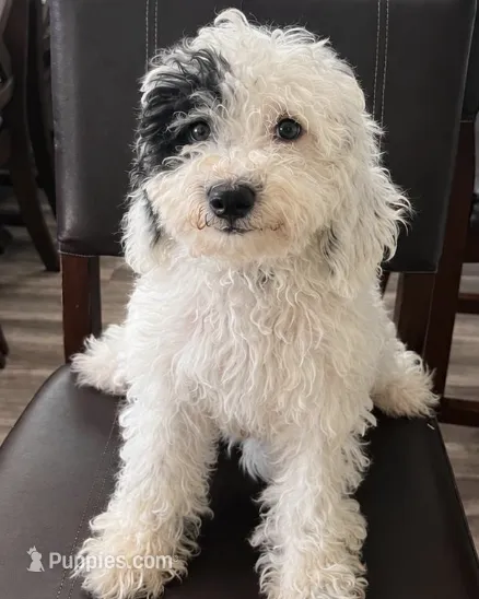 Green Boy – Poodle - Miniature , Miniature Goldendoodle puppy for sale in Dallas, TX