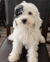Green Boy, a male Poodle - Miniature  and Miniature Goldendoodle for sale in Dallas, TX – 1 of 7