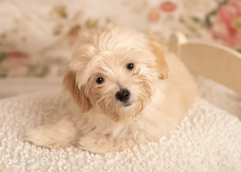 Toy Goldendoodle Girl 8-10lbs – Poodle - Toy , Miniature Goldendoodle puppy for sale in Dallas, TX