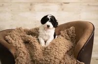Blue boy - Mini Goldendoodle, a male Poodle - Miniature  and Miniature Goldendoodle for sale in Dallas, TX – 2 of 3