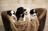 Mini Goldendoodle Girl Orange Colloar, a female Poodle - Miniature  and Miniature Goldendoodle for sale in Dallas, TX – 3 of 3