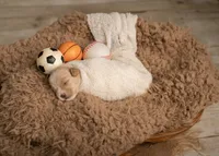 Toy Goldendoodle Boy Blue Collar, a male Poodle - Toy  and Miniature Goldendoodle for sale in Dallas, TX – 3 of 3