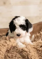 Mini Goldendoodle Girl Orange Colloar, a female Poodle - Miniature  and Miniature Goldendoodle for sale in Dallas, TX – 2 of 3
