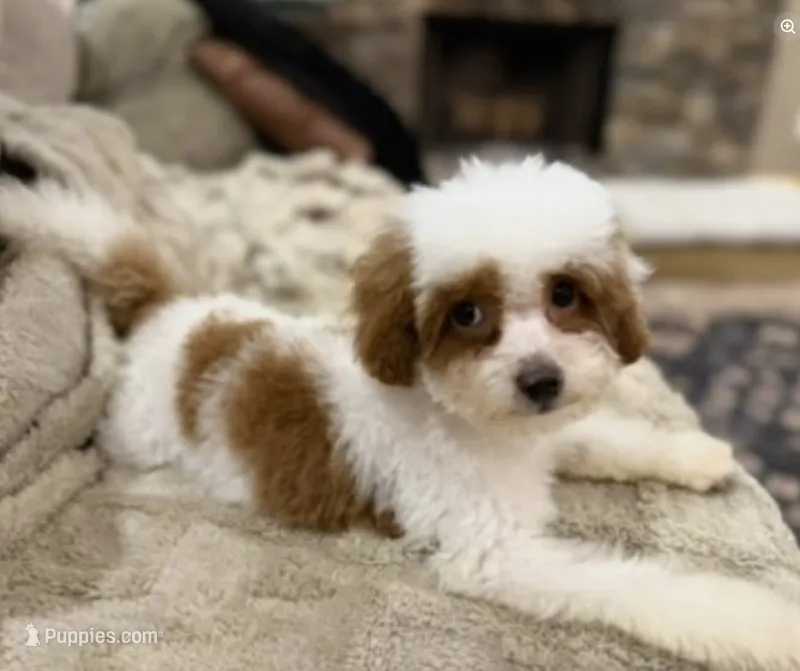 Mr. B – Poodle - Toy , Miniature Goldendoodle puppy for sale in Dallas, TX