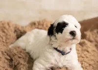 Green Boy, a male Poodle - Miniature  and Miniature Goldendoodle for sale in Dallas, TX – 3 of 4