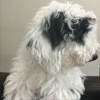 Green Boy, a male Poodle - Miniature  and Miniature Goldendoodle for sale in Dallas, TX – 2 of 7