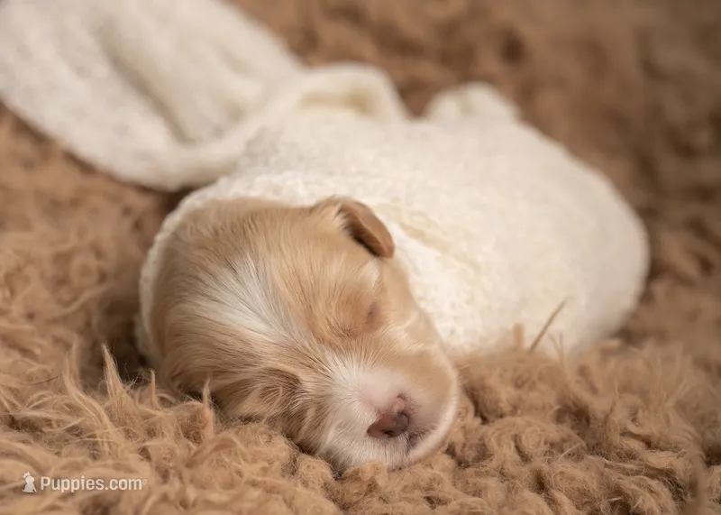Toy Goldendoodle Boy Blue Collar – Poodle - Toy , Miniature Goldendoodle puppy for sale in Dallas, TX