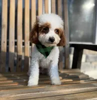 Mr. B, a male Poodle - Toy  and Miniature Goldendoodle for sale in Dallas, TX – 2 of 3