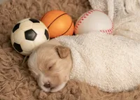 Toy Goldendoodle Boy Blue Collar, a male Poodle - Toy  and Miniature Goldendoodle for sale in Dallas, TX – 2 of 3