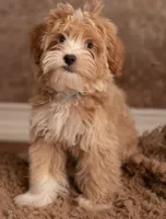 Toy Goldendoodle Boy 8-12lbs, a male Poodle - Toy  and Miniature Goldendoodle for sale in Dallas, TX – 2 of 5