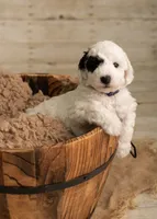 Green Boy, a male Poodle - Miniature  and Miniature Goldendoodle for sale in Dallas, TX – 2 of 4