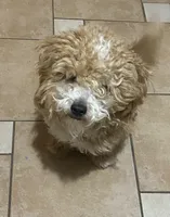 Toy Goldendoodle Girl 8-10lbs, a female Poodle - Toy  and Miniature Goldendoodle for sale in Dallas, TX – 4 of 4