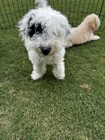 Green Boy, a male Poodle - Miniature  and Miniature Goldendoodle for sale in Dallas, TX – 3 of 7