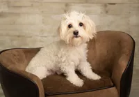 Toy Goldendoodle Girl 8-10lbs, a female Poodle - Toy  and Miniature Goldendoodle for sale in Dallas, TX – 3 of 4