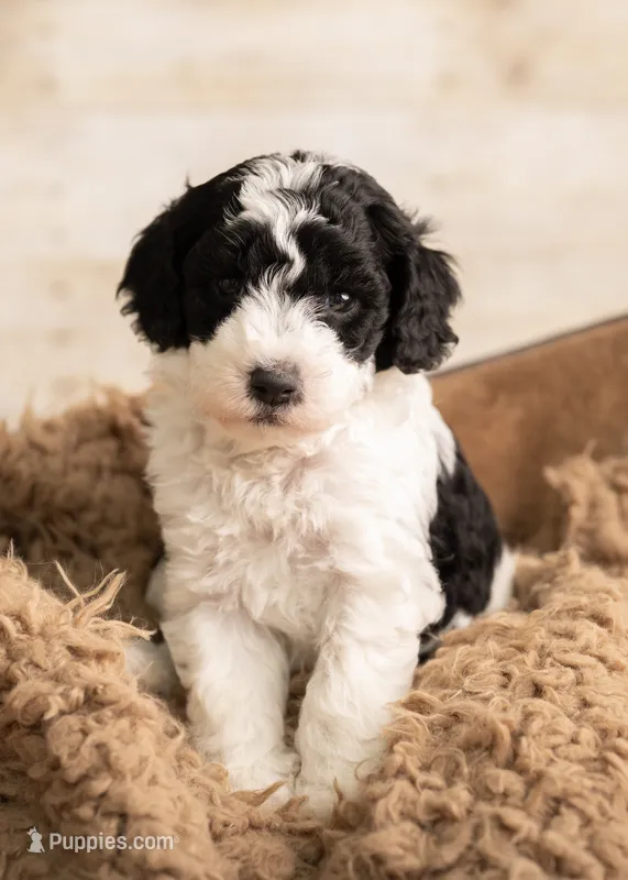 Blue boy - Mini Goldendoodle – Poodle - Miniature , Miniature Goldendoodle puppy for sale in Dallas, TX
